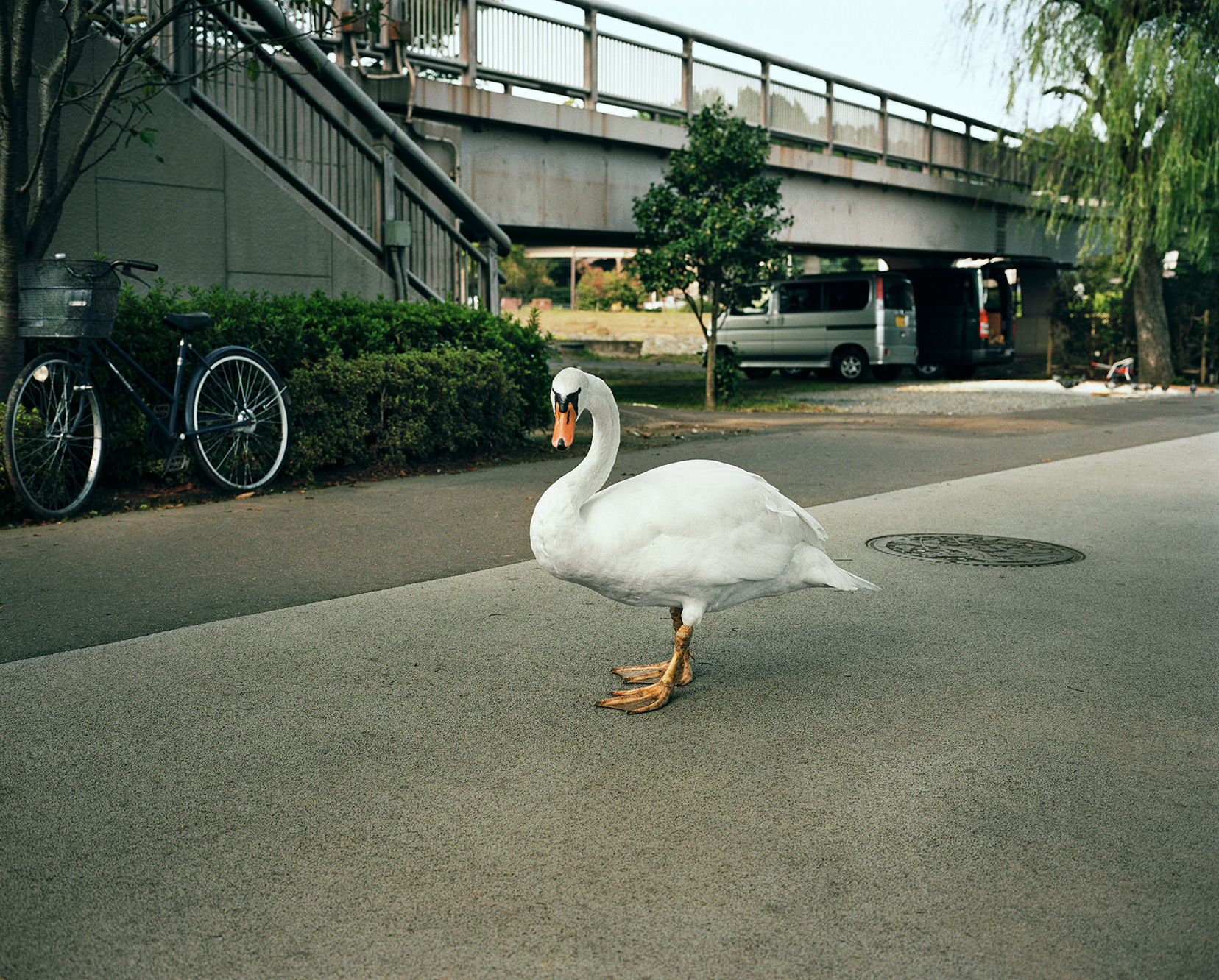 One Swan | Mito
