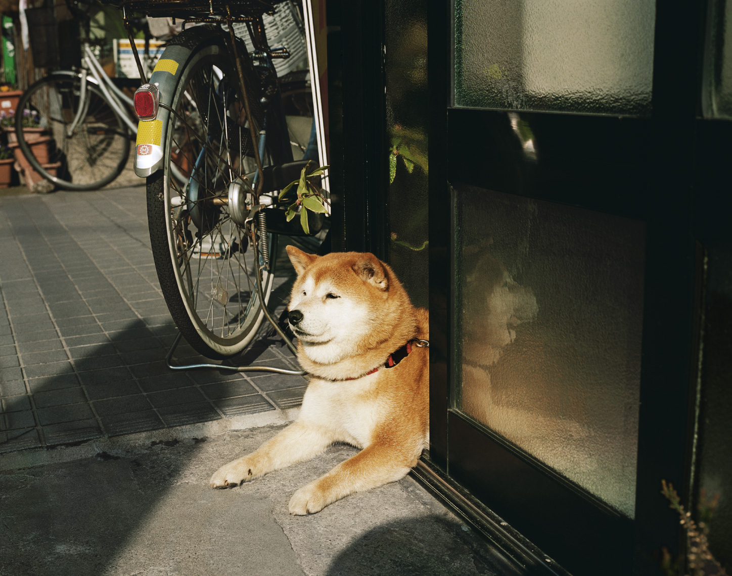 Sweet Dog | Kanazawa