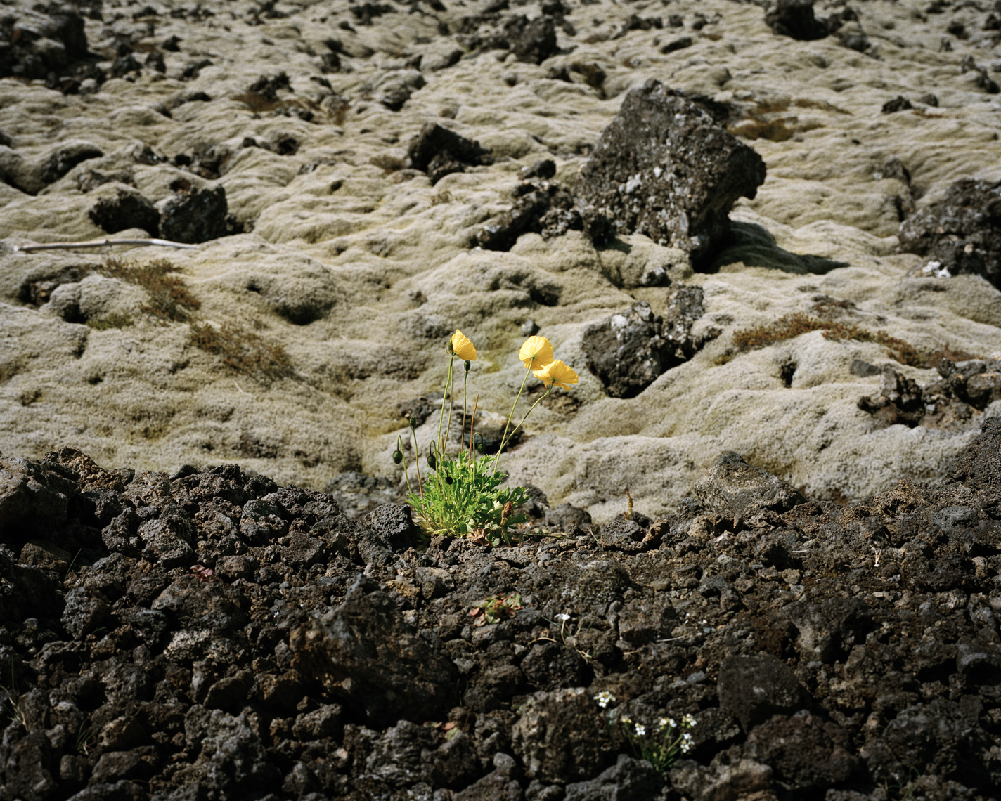 Yellow Flowers | Grindavík