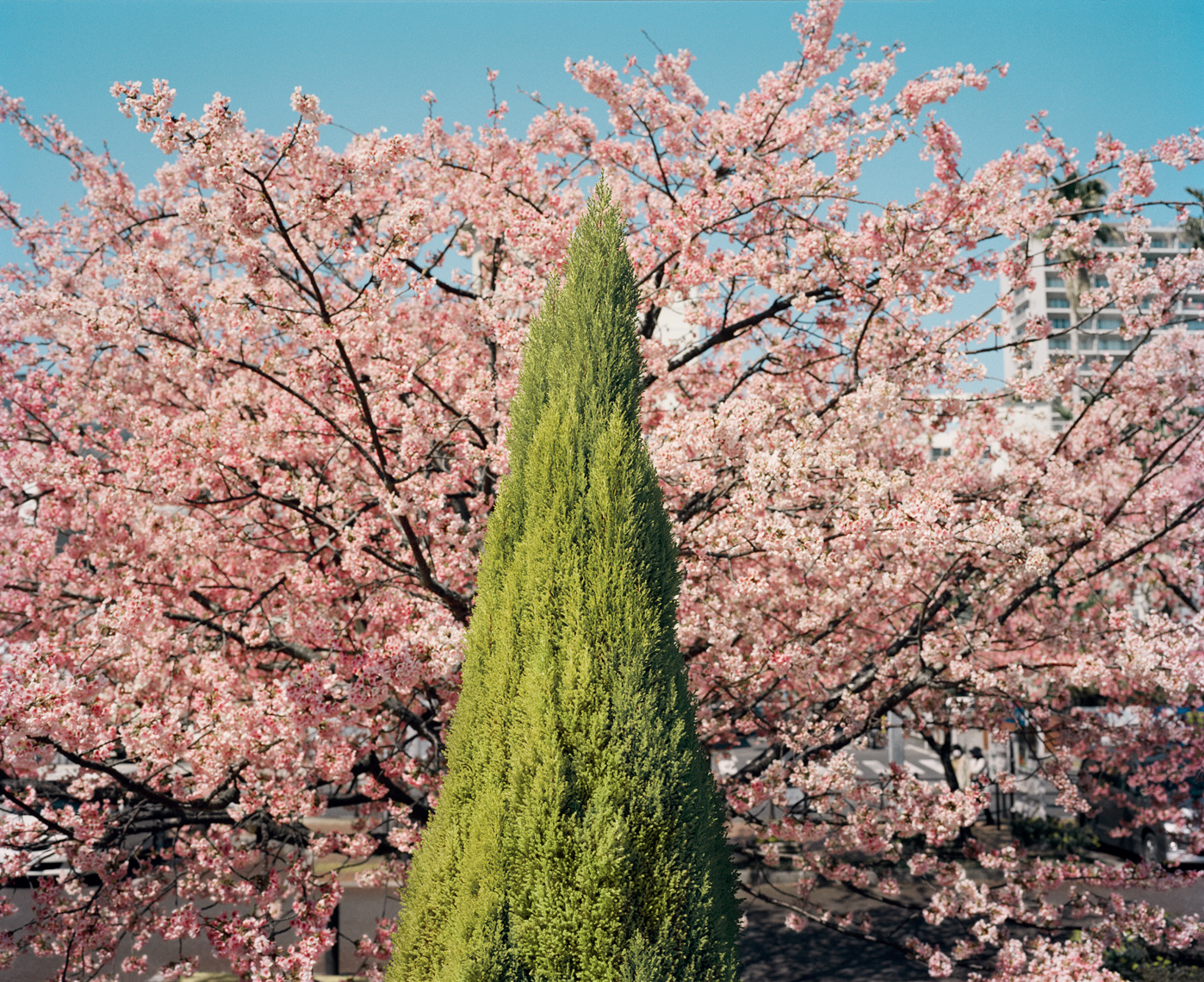Cherry Blossoms | Atami
